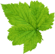 leaf-front